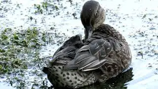 Две маленькие уточки - Чирок-свистунок