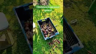 #свекла и #морковь - урожай с #грядки 2*1м))) #дача #огород #урожай