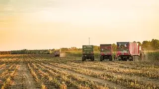 Kukurydza 2022! GR Majchrzycki ! 4x Fendt 5x New Holland!