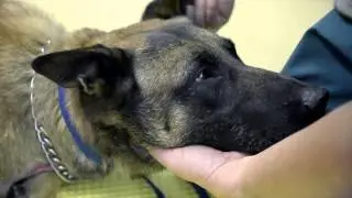 K9 takes bullet for partner