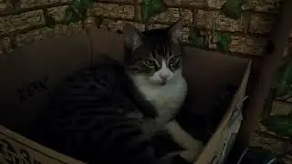 Спасение вислоухой кошки//Кошка отсыпается