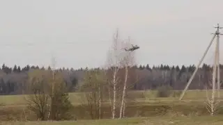 Аллигатор в подмосковье или ка 52 разминается среди берез )