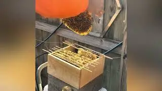 Checking the comfort hive.