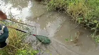 dapat buaya deso lagi (nolong ikan tenggelam)