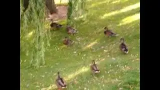 EENDJES VOEREN