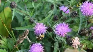 Great Yellow bumblebee queen (Thurso, Scotland)