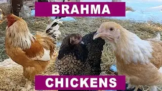Why Brahma Chickens?  Because Brahmas are awesome!