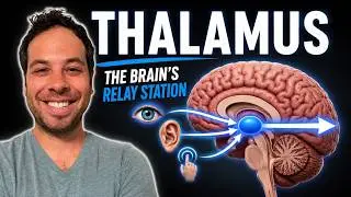 Your Brain’s Traffic Controller (Thalamus)