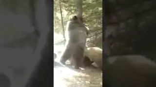 bear rave