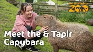 Meet the Capybara and Tapir! 🌟
