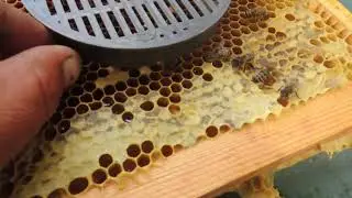 Подсадка матки