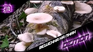 Вешенка на пнях, продолжаем эксперементировать