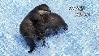 Otter Mating [Otter life Day 718]