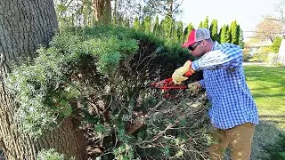 I'm Cutting My Bushes Down!! - Let Me Explain