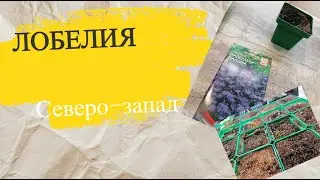 Лобелия от посевов до сходов (поверхностный посев).