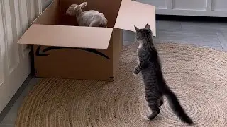 CATS: Totally Bonkers and Unpredictable Antics
