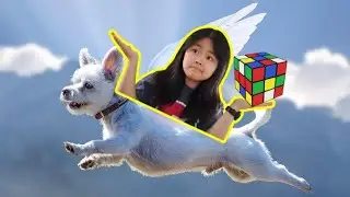 Should Dogs Be Able To FLY? | QnA 11