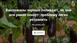 Что делать, если листья баклажанов сохнут?