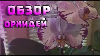 ОРХИДЕИ 87 | ОБЗОР ВСЕХ МОИХ ОРХИДЕЙ НА СЕНТЯБРЬ 2020г |