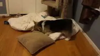 I'm a corgi and I like to dig dig dig dig dig
