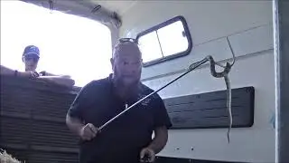Hay, its a Tiger snake