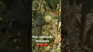 Чері- найкращі помідори