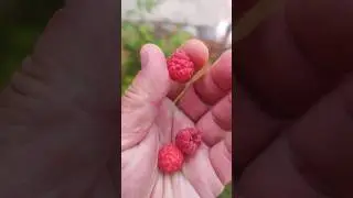 МАЛИНОВОЕ ДЕРЕВО БОГАТЫРЬ