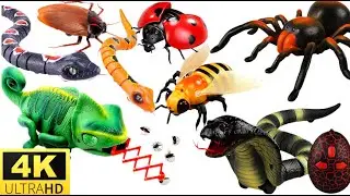 ASMR | UNBOXING BIG SET ROBO INSECTS , SNAKE