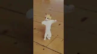 cat dancing on jojojo song funny 🤣