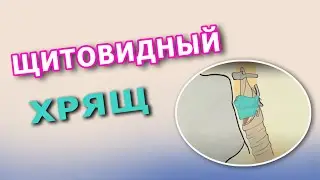 Щитовидный хрящ