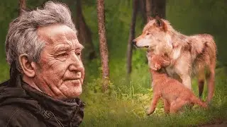 The old man couldn't even imagine what wolves were capable of! An incident in the taiga!