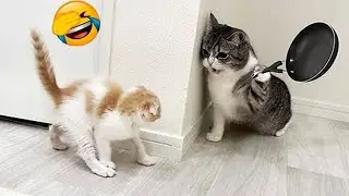 When Cats Take Over the House 😂🐱 | Funny Cat Compilation 2026 