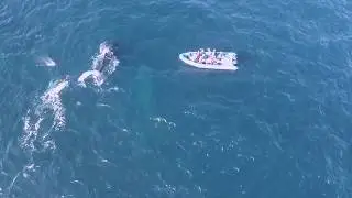 Whale Week: Liquid Dive Adventures