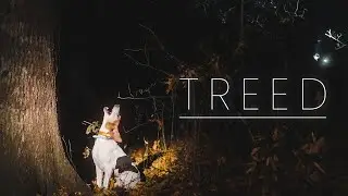 TREED | Night Walk with Stag