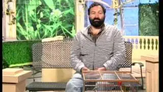 Содержание канареек