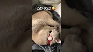 My cats ❤️🧡💛💚💙🤎🤍🖤💜 