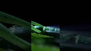 Прием последней надежды. Вот почему палочник не бежит от паука