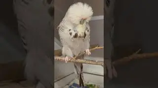 This some special #budgies #budgie #muhabbetkuşu #viral #muhabet #periquito