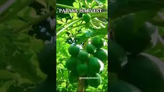 So *Green Harvest* of Papaya Shorts | Green papaya harvest shorts | Papaya Harvest shorts