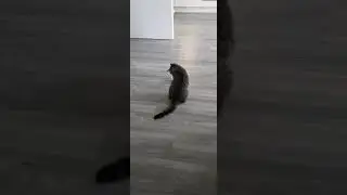 Волчёк для кошки