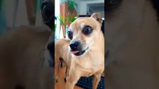 РЫГАЮЩАЯ СОБАКА
