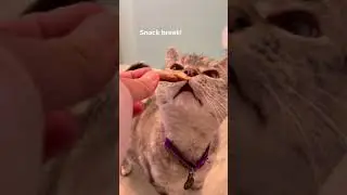 Cat Vs Invisible Maze