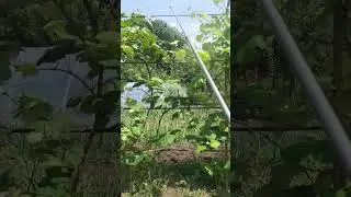 Покропив сад від тлі