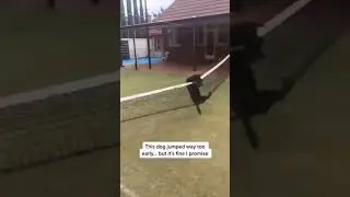 funny animals compilation#😘