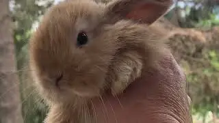 July Holland Lop Babies from Bella and Riley