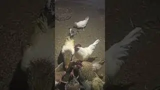 яйца подорожали а мы и не знали