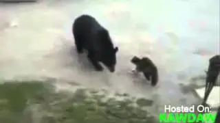 НОС К НОСУ  КОШКА ПРОГНАЛА МЕДВЕДЯ ГРЫЗЛИ