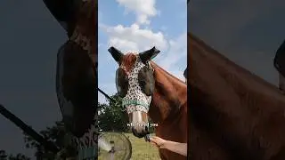 World's Best Barrel Horse Goes To A Race! 