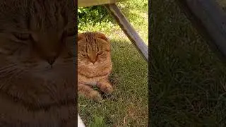 Симба нашла лучшее место для отдыха))