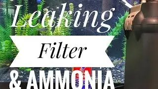 Leaking Fluval 406 + Ammonia